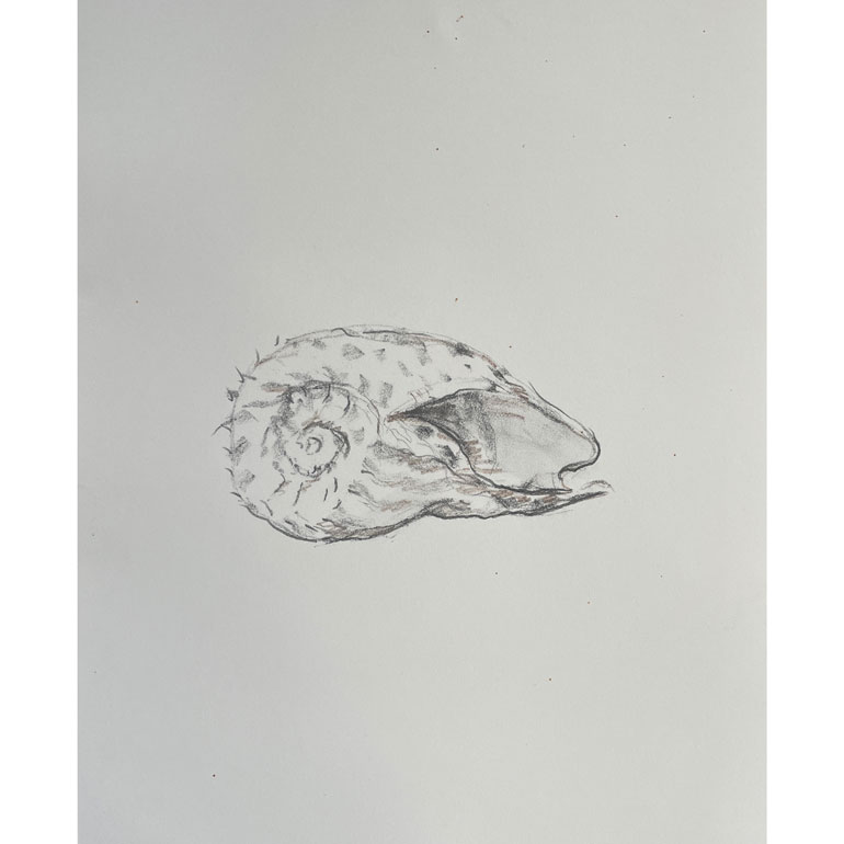 #GlendaMarkwellArt Shell 1